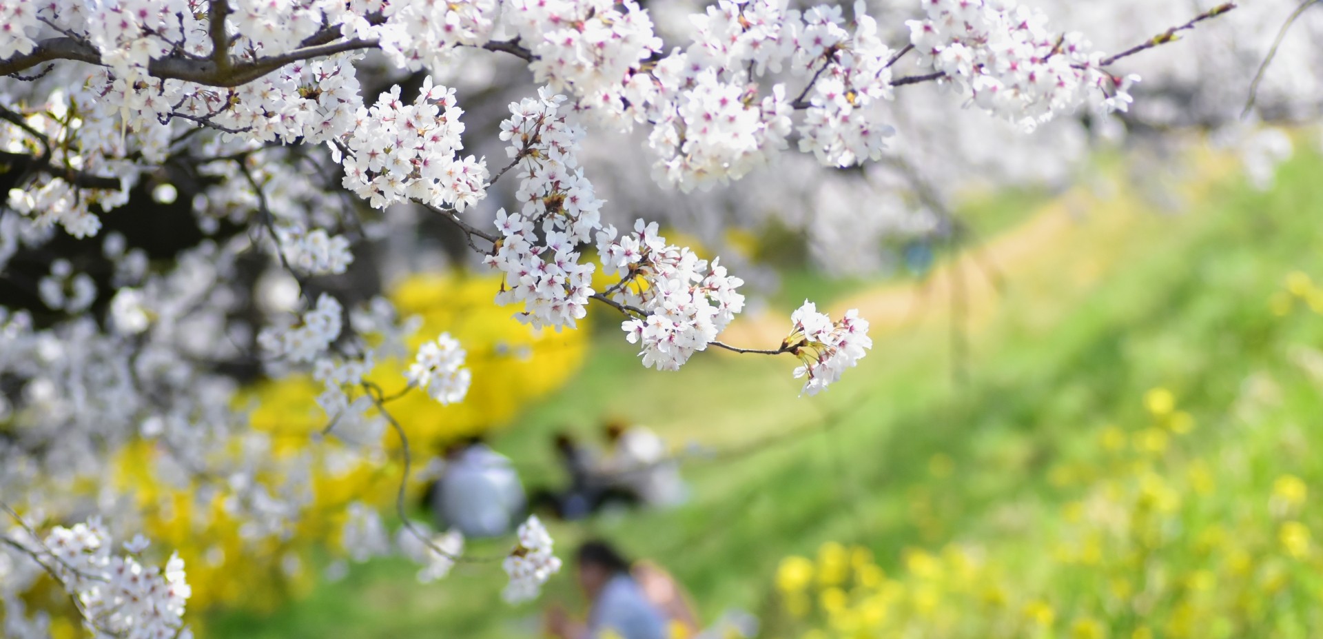 三彩公式ショップ